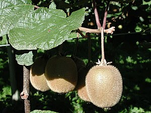 Ripe kiwifruit on vine (in New Zealand).