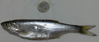 Bleak (Alburnus alburnus) of 15 cm in length.