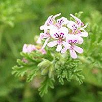 Αρμπαρόριζα (Pelargonium crispum)