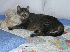 Simba All Comfy & Cozy
