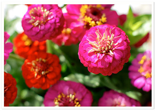 Zinnias