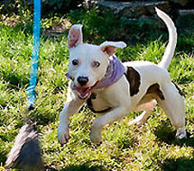 38 HQ Images Seattle Pet Rescue / Ginger's Pet Rescue - Seattle Death Row Dog Rescue