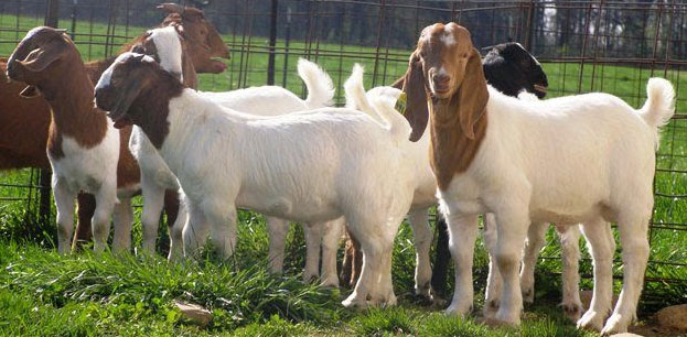 Jenis-Jenis Kambing Dalam Penternakan Di Malaysia