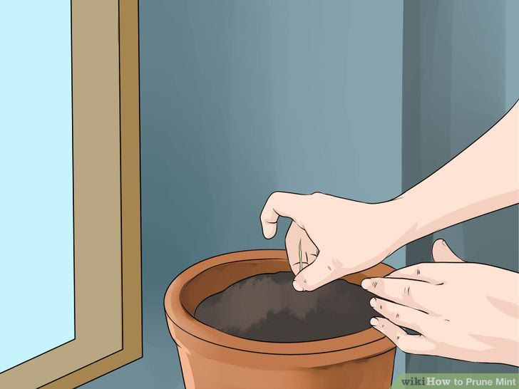 Prune Mint Step 8.jpg