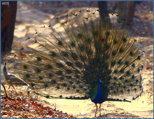 Peacock (Pavo cristatus) by ggeeta