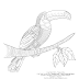 Toucan Coloring : Cloud Forest Toucan Coloring Page : Some toucan coloring may be available for free.