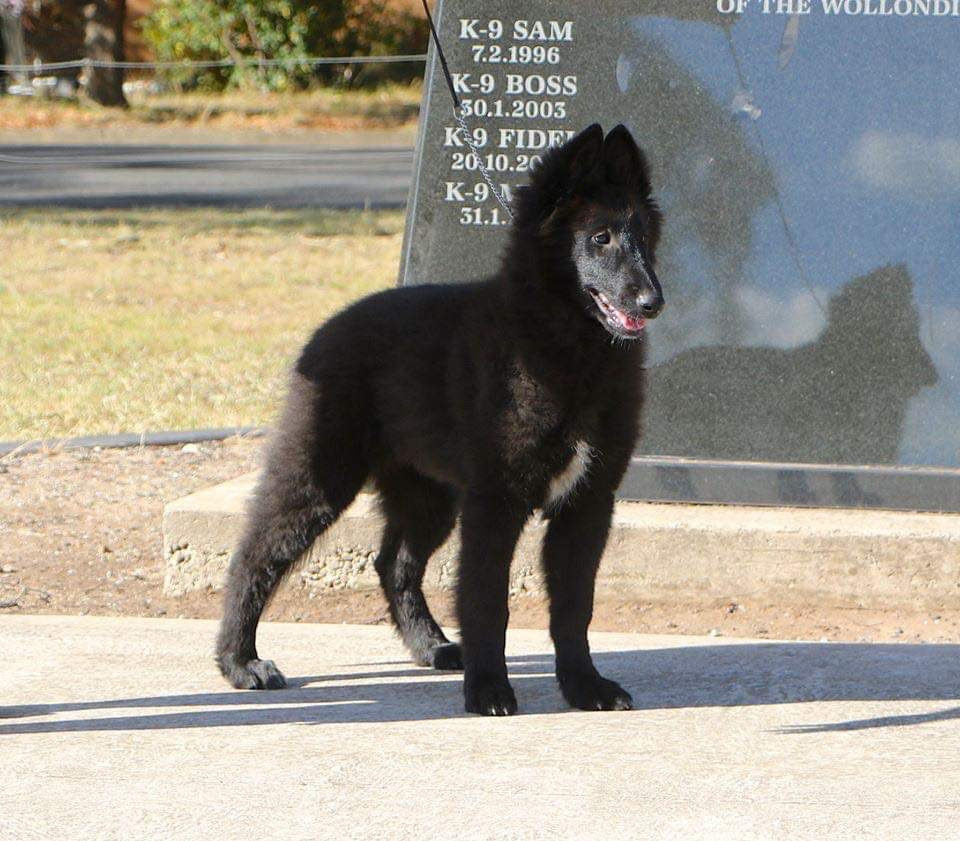 ベルジアンシェパードグローネンダールの輸入案件 犬の輸入 マイスターjp