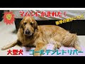 マムシ 犬 845921-マムシ 犬 経過