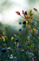 Autumn brings blueberries