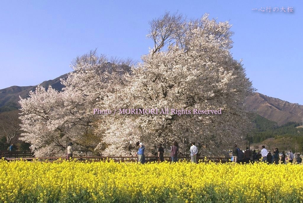 五ヶ瀬町 浄専寺のしだれ桜 ひむかブログ２ 宮崎県に住む一県民のブログ