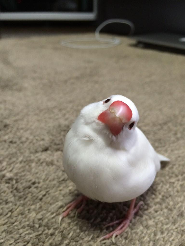 文鳥 In 帰省中は靴の写真ではなく可愛いセキセイインコや文鳥 柴犬の写真をお送りします