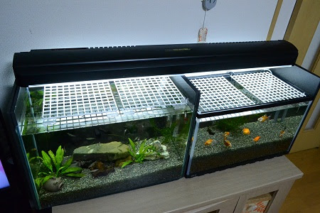 Coconon S Gold Fish アクアに使える１００均用品