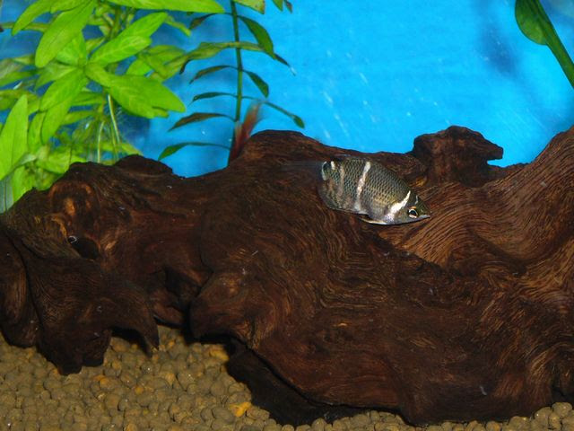 Aquaはーとblog チョコグラの飛び出し自殺