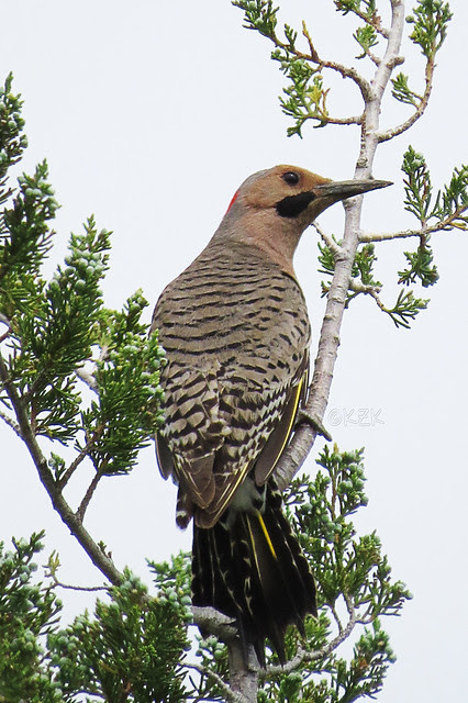 IMG_4236YellowShaftedNorthernFlicker
