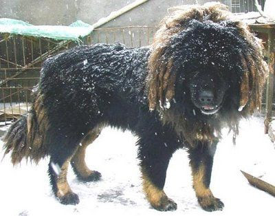 ライオンみたいなチベットの犬 チベタン マスティフ ライブドアニュース