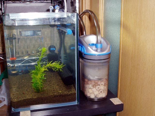我が家の金魚たち 外部フィルターとライトの設置