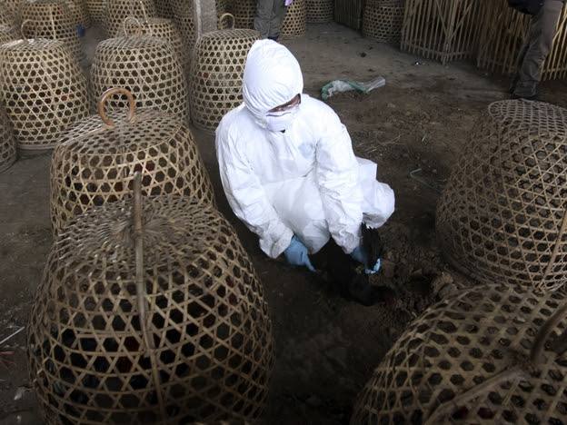 A government official in Bali, Indonesia, holds a chicken before administering an injection to cull it as a precautionary measure in April to prevent the spread of bird flu.