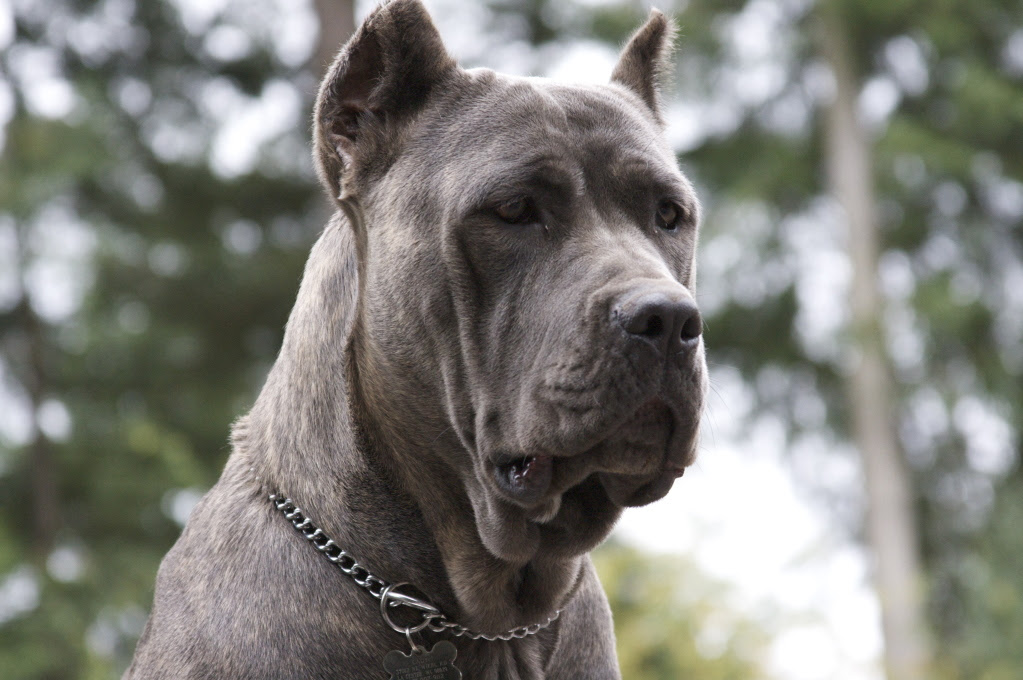 Old World Cane Corso Dogs