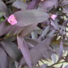 第 824 回花謎擂台解答紫錦草 | iGarden花寶愛花園