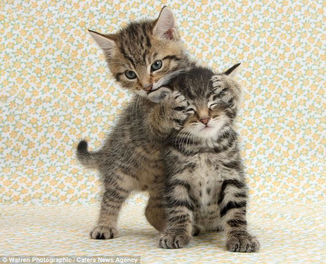 Guess who! Stanley holds his paws over Fosset's face as they play