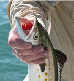 Spanish Mackerel tip from fishin Franks