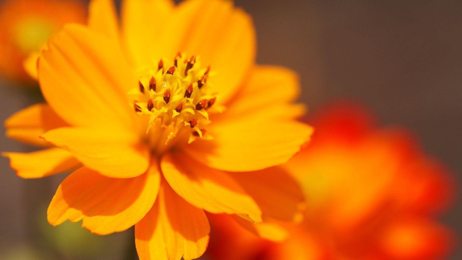 Flower Cool PC Wallpaper - Cool PC Wallpapers