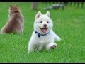 Husky Dog Puppy White