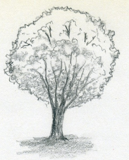 Free Simple Tree Drawings, Download Free Simple Tree Drawings png