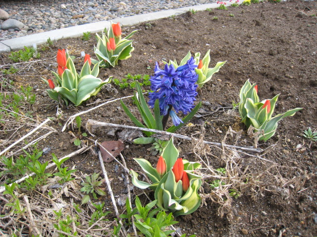 ヒヤシンス 原野日誌