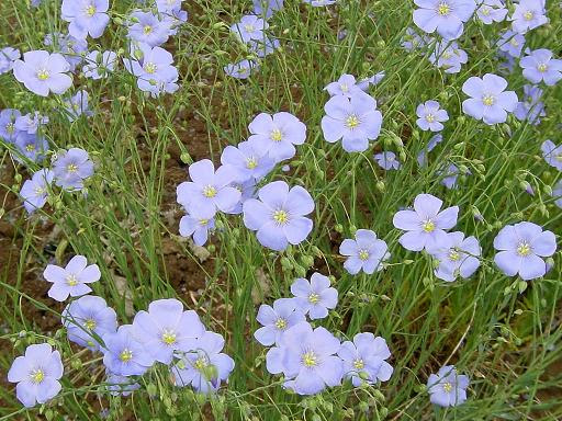 １０月２０日の誕生花アサ 麻 けいちゃんの今日からｈａｐｐｙ 楽天ブログ