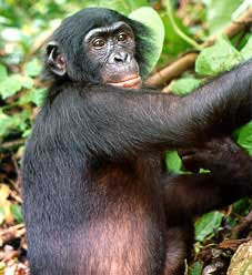 bonobo