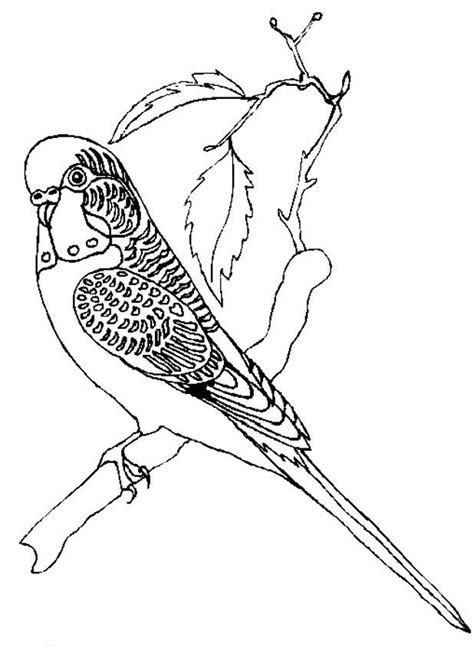 kids  funde malvorlage vogel vogel