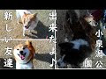 秋田 犬 雑種 263234-犬 雑種 秋田