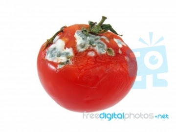 トマトの葉っぱにうどん粉病が 梅雨対策しないとやっぱり駄目か あぐうのベランダ菜園で実験中