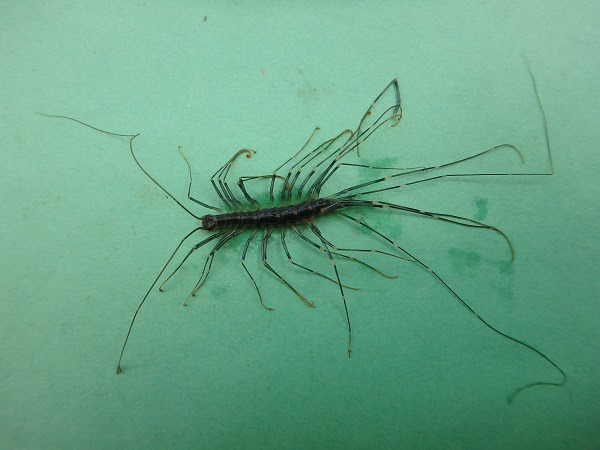 その他のその他生き物 魚類 貝類 哺乳類 両棲類 爬虫類などの範疇に入らない その他の高原町の生き物を集めました ヤマビル 蛭綱 顎蛭目 ヤマビル科 8月中旬に御池で遭遇しました 観察会の途中で ズボンの裾を靴下の下に入れるとヒルに