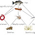 Wetland Food Web : Wetland animals food web / Find a food chain from your web with at least 4 organisms.
