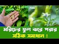 মরিচ গাছের ফুল ঝরে যায় কেন। এর সমাধন কি।কৃষি বাজার