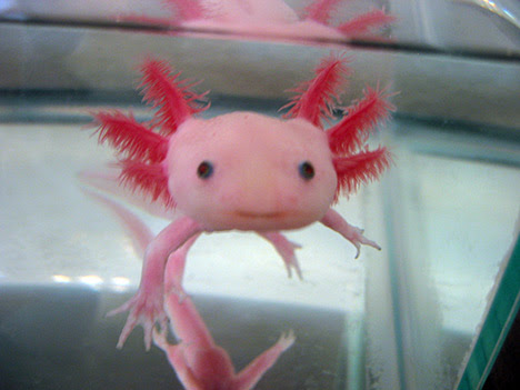 Mexican Walking Fish It S Like Having Your Own Pokemon Aww