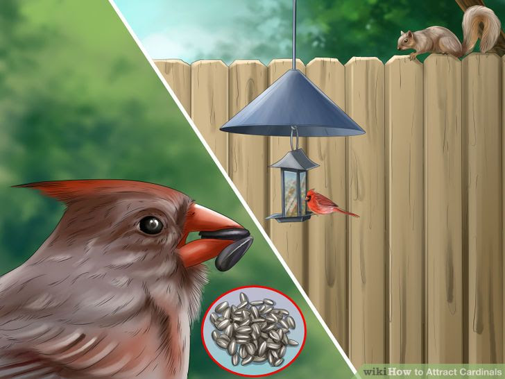 Attract Cardinals Step 9.jpg