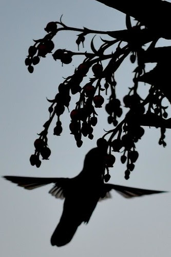 Hummingbird Silhouette