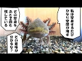 √1000以上 ウーパールーパ��� 色変わる 129990-ウーパー���ーパー 色変わる