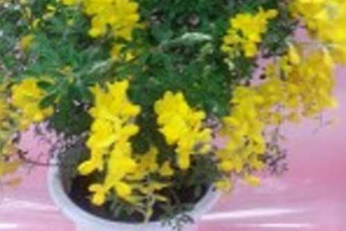 エニシダ 花の森みやもと