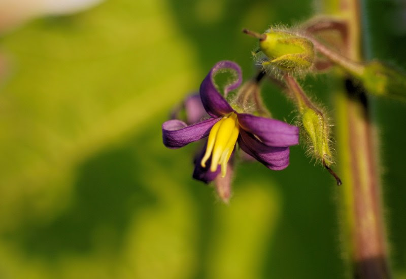 フォックスフェイス トッコス爺の身近な花 虫 鳥 撮り