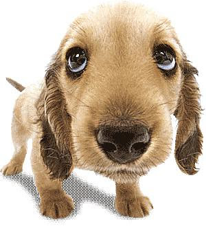 Animals Graphics Funny Animals Cute Animals Puppies Animated Gif