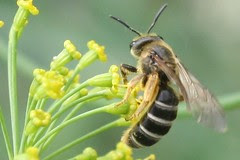 pollinator 005