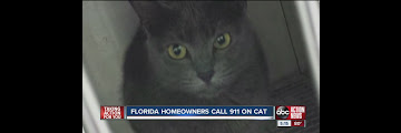 30+ Kitten 911 Pictures