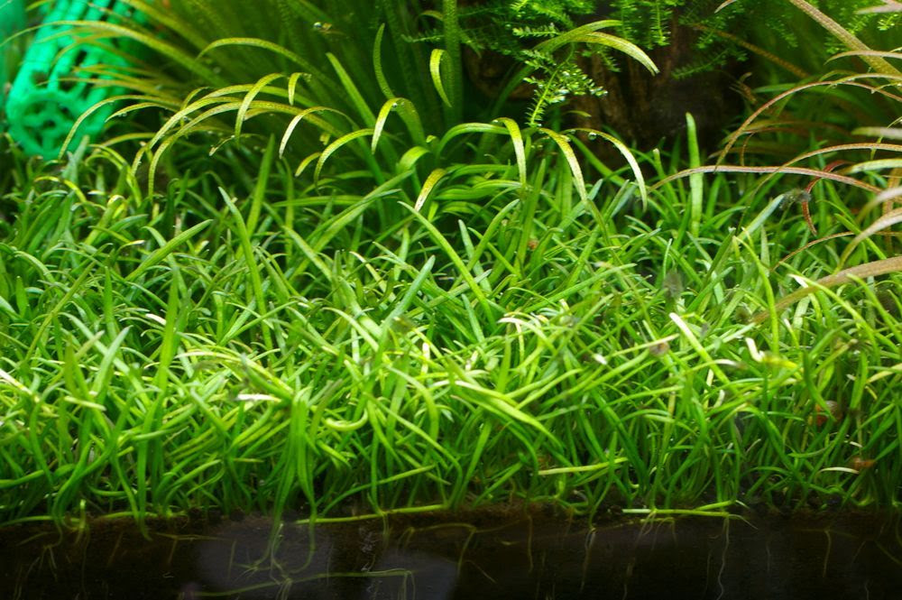 アクア日記 ２ ３０ レイアウト水槽の水草たち その１