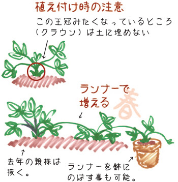 イチゴ育て方 チャッピーのベランダ菜園