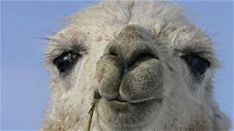 funny  cute llama compilation youtube