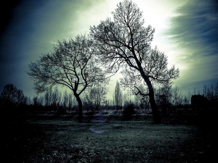 2-Nature-Silhouettes-Trees-&-Grass